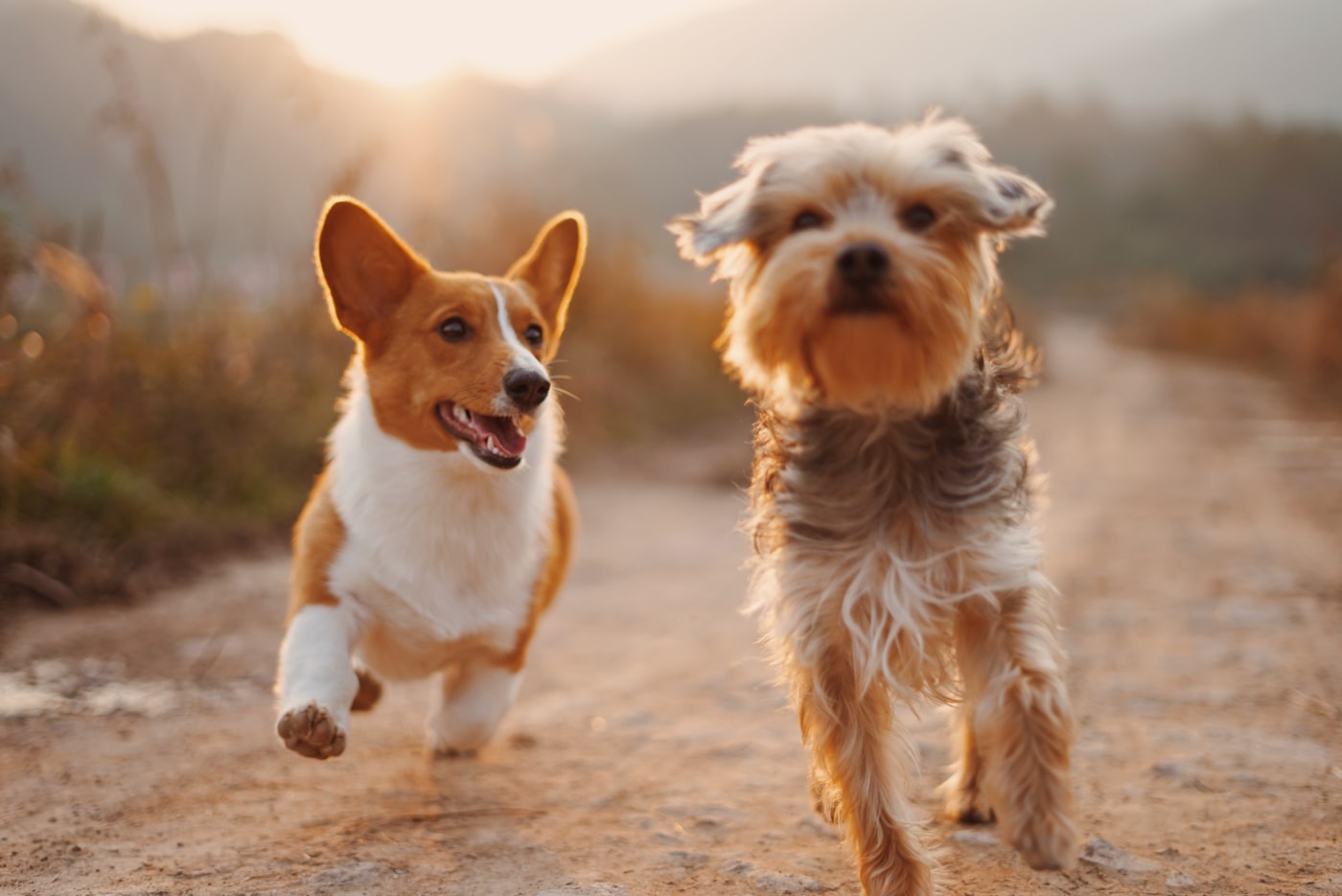 Dois cachorros correndo felizes em estrada de terra